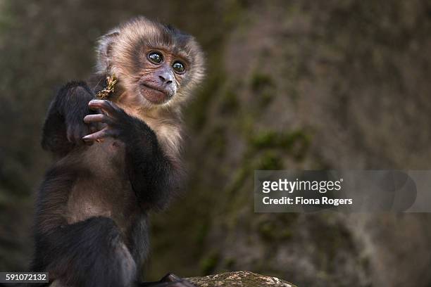 lion-tailed macaque baby aged 3-6 months - macaco coda di leone foto e immagini stock