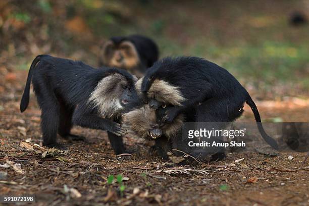 lion-tailed macaques play fighting - macaque fight foto e immagini stock