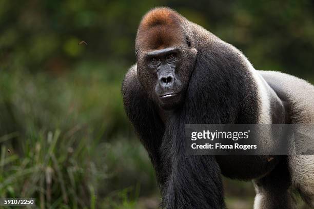 western lowland gorilla dominant male silverback 'makumba' aged 32 years standing portrait - ゴリラ ストックフォトと画像