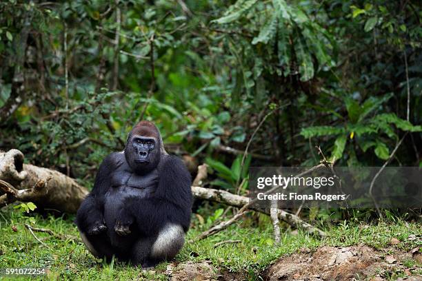 western lowland gorilla dominant male silverback 'makumba' sitting at the edge of the forest - western lowland gorilla stock pictures, royalty-free photos & images