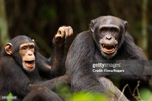 western chimpanzee juvenile female 'joya' aged 6 years playing with young male 'peley' aged 12 years - chimpanzé photos et images de collection