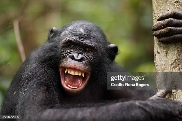 bonobo male 'kikongo' making 'happy' grin faces - primate stock pictures, royalty-free photos & images