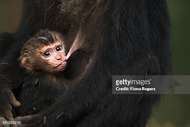 lion-tailed macaque baby aged less than 1 month suckling - macaco coda di leone foto e immagini stock