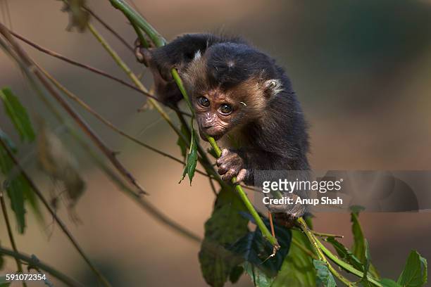 lion-tailed macaque baby aged 6-9 months playing in a tree - macaco coda di leone foto e immagini stock