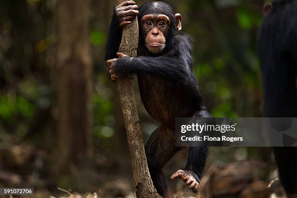 western chimpanzee infant male 'flanle' aged 3 years playing - chimp stockfoto's en -beelden