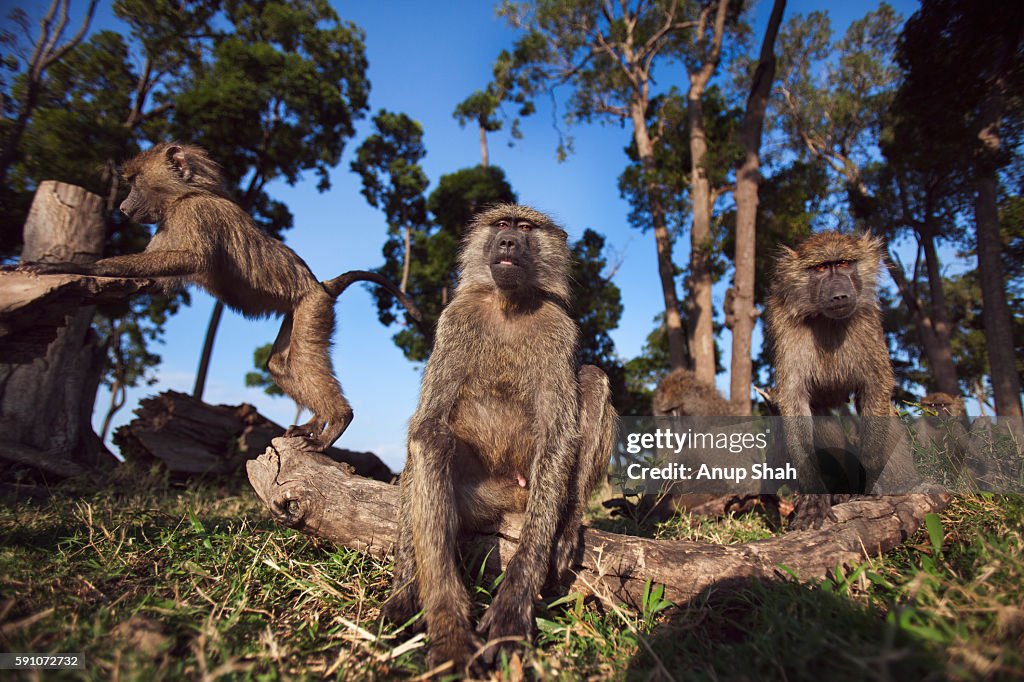 Olive baboons watching with curiosity