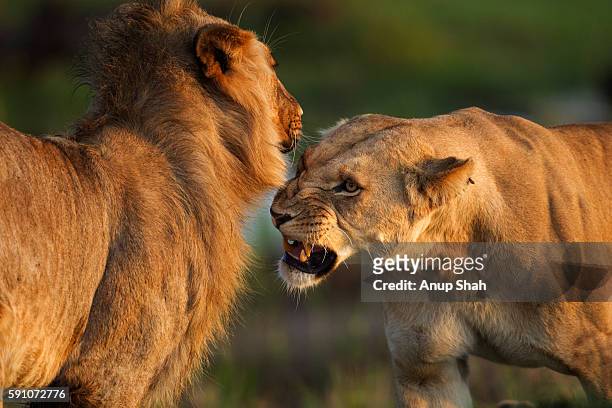 lions - animals fighting stock pictures, royalty-free photos & images