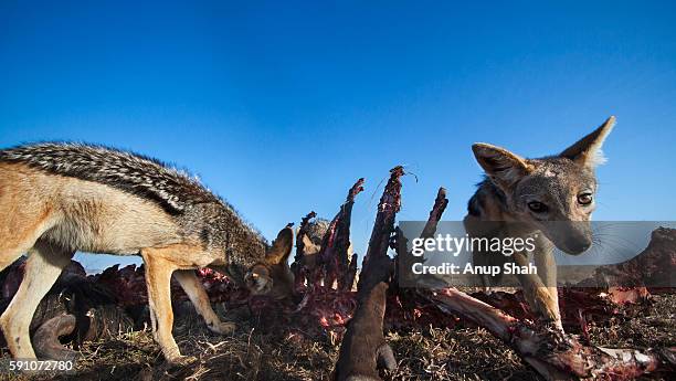 black-backed jackals feeding on a wildebeest carcass - black wildebeest stock pictures, royalty-free photos & images