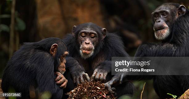 western chimpanzee females feeding on oil pam fruits - chimpanzees stock pictures, royalty-free photos & images