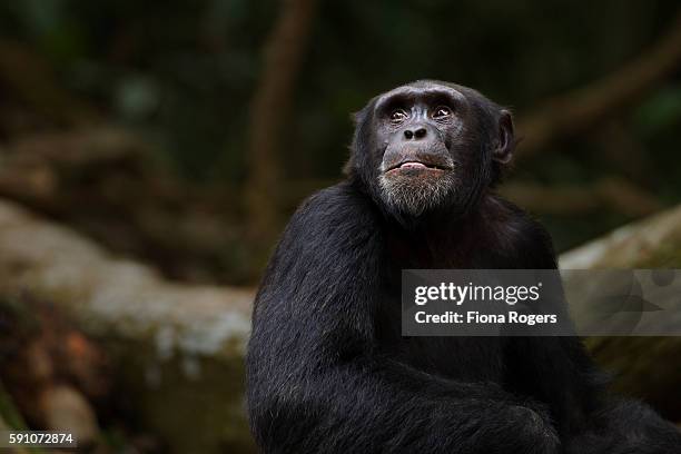 western chimpanzee young male 'peley' aged 12 years sitting portrait - western chimpanzee stock pictures, royalty-free photos & images