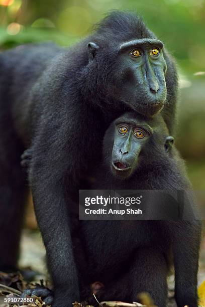 black crested or celebes crested macaque juvenile male clinging to a female for comfort - macaque foto e immagini stock
