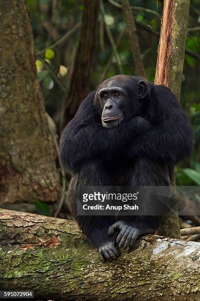 western chimpanzee young male 'peley' aged 12 years sitting on a fallen tree - western chimpanzee stock pictures, royalty-free photos & images