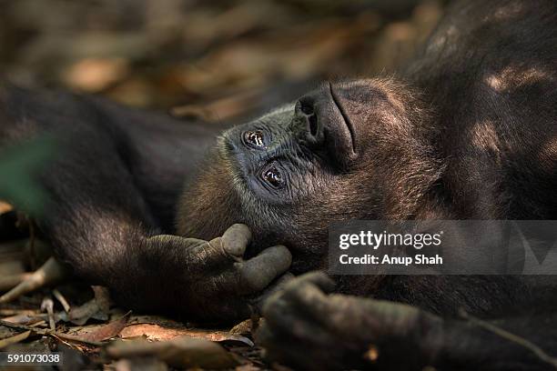 western lowland gorilla juvenile male 'mobangi' aged 5 years resting on the forest floor - western lowland gorilla stock pictures, royalty-free photos & images