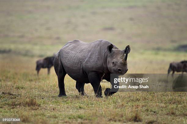 black rhinoceros walking in front of a herd of eastern white-bearded wildebeest - black wildebeest stock pictures, royalty-free photos & images