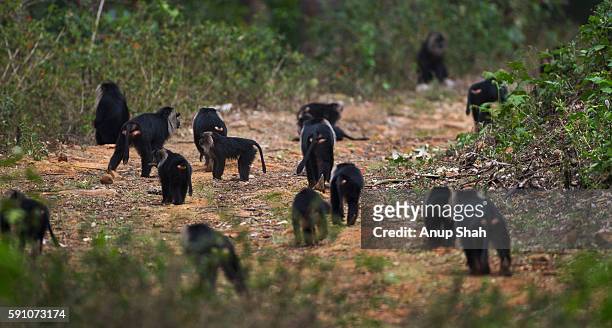 lion-tailed macaque group walking along a track - macaco coda di leone foto e immagini stock