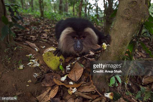 lion-tailed macaque sub-adult male feeding on a jack fruit - macaco coda di leone foto e immagini stock