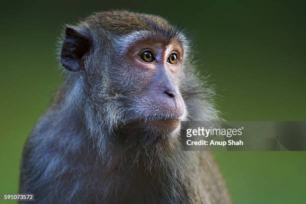 long-tailed or crab-eating macaque young female portrait - macaque stock-fotos und bilder