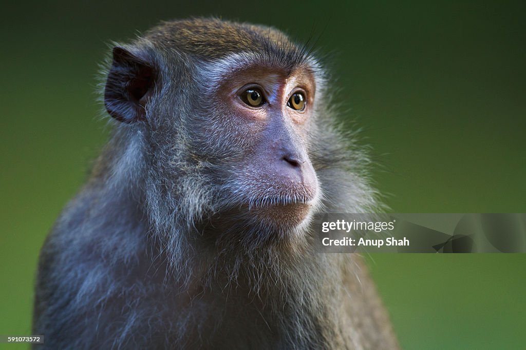 Long-tailed or crab-eating macaque young female portrait