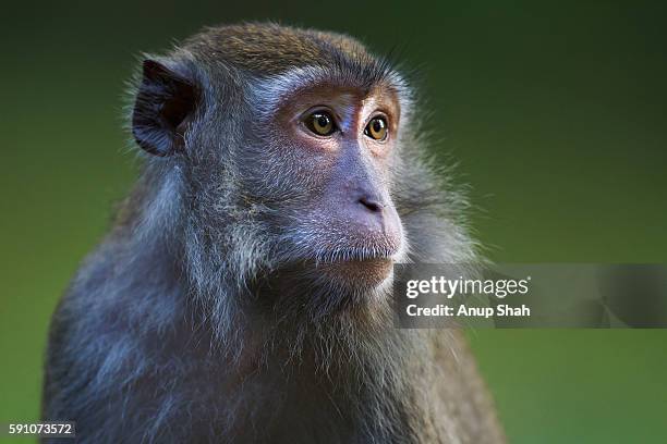 long-tailed or crab-eating macaque young female portrait - makak bildbanksfoton och bilder