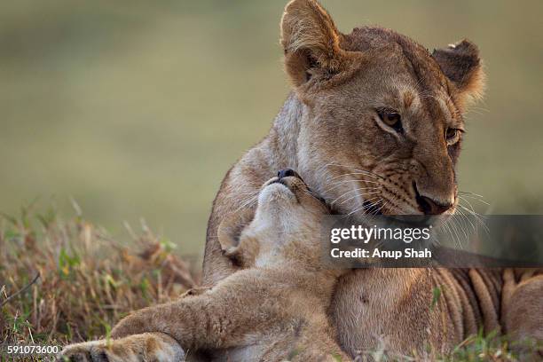 lioness with cub aged 2-3 months portrait - cub foto e immagini stock