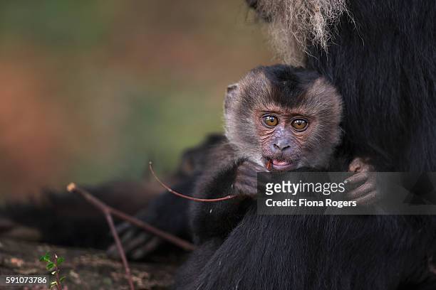 lion-tailed macaque baby aged about 1 year playing with a stick - macaco coda di leone foto e immagini stock