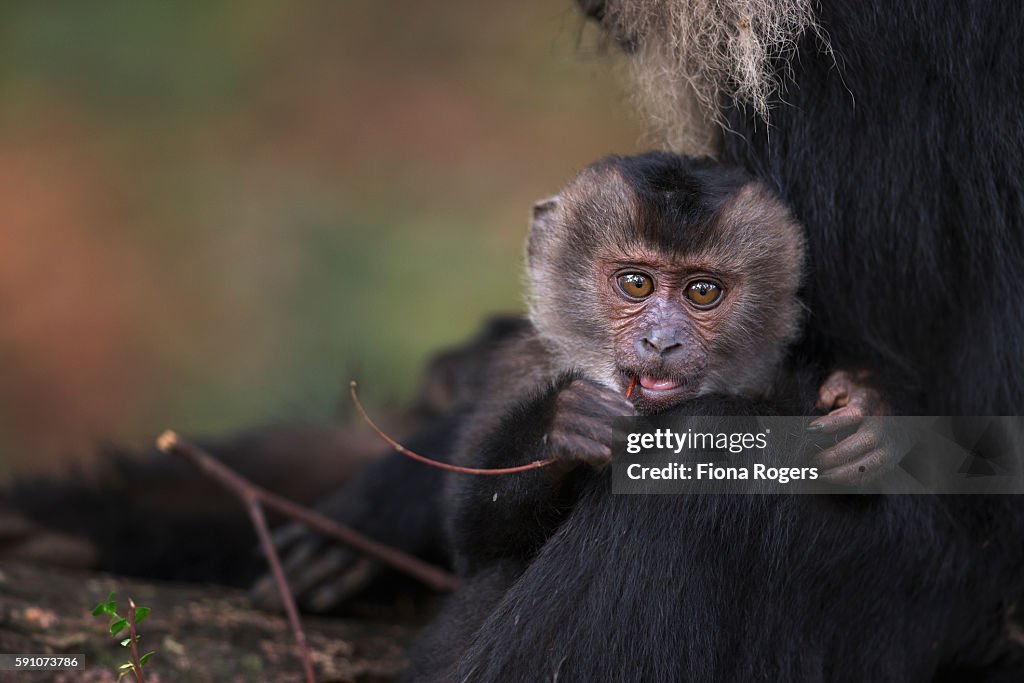 Lion-tailed macaque baby aged about 1 year playing with a stick