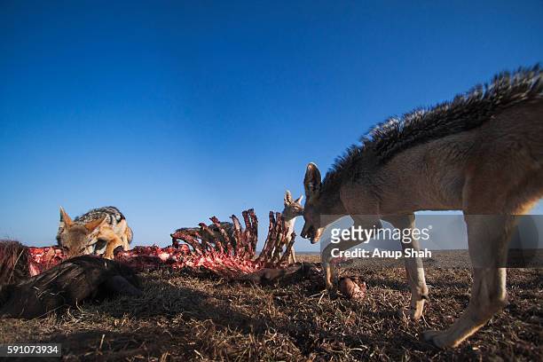 black-backed jackals feeding on a wildebeest carcass - black wildebeest stock pictures, royalty-free photos & images