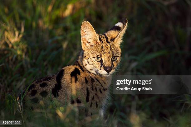 portrait of a serval - serval stockfoto's en -beelden