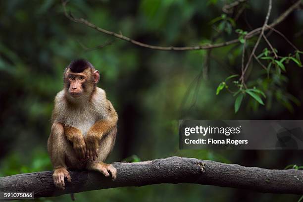 southern or sunda pig-tailed macaque juvenile sitting in a tree - aap stockfoto's en -beelden