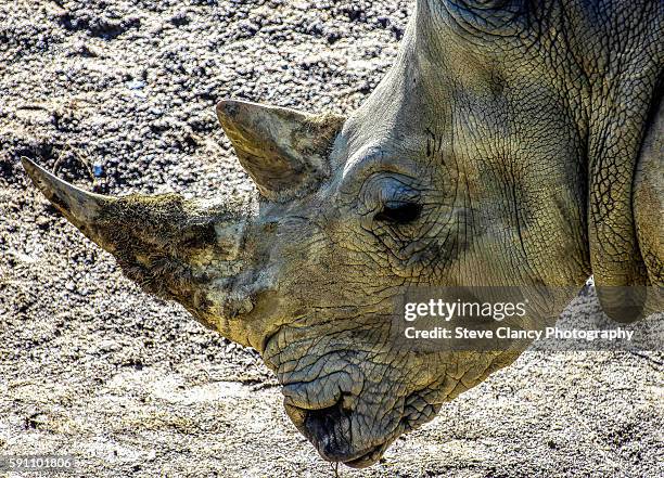 male southern white rhinoceros - sydlig vit noshörning bildbanksfoton och bilder