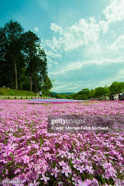 pink flowers, blue sky - saitama prefecture �ストックフォトと画像
