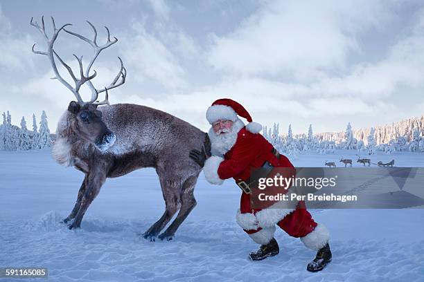 santa claus pushing a stubborn reindeer - christmas funny stock-fotos und bilder