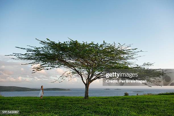 a girl and a lone tree by the ocean - single tree stock pictures, royalty-free photos & images