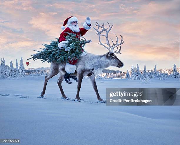 santa claus and a christmas tree on a reindeer - animal waving stockfoto's en -beelden