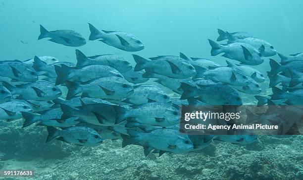Fish Changing Direction 44 Fish Swimming Same Direction Stock Photos, High-Res Pictures, and ...