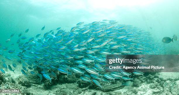 Fish Changing Direction 44 Fish Swimming Same Direction Stock Photos, High-Res Pictures, and ...