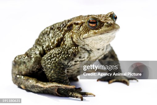 Comman toad Comman toad