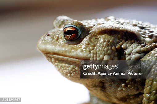 Comman toad Comman toad