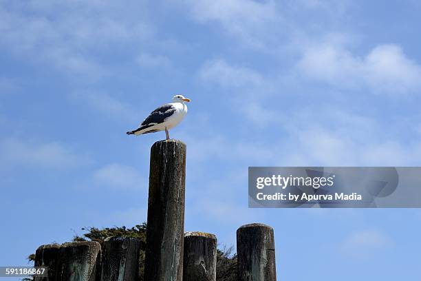 california seagull - gaviota de california fotografías e imágenes de stock