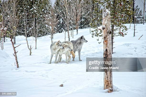 grey wolf, yellowstone - wolf montana stock pictures, royalty-free photos & images