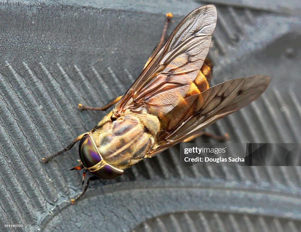 Horse-fly insect. (Hybomitra micans)