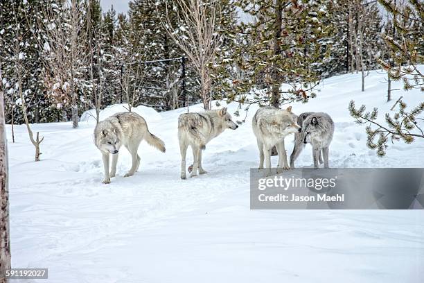 grey wolf, yellowstone - wolf montana stock pictures, royalty-free photos & images