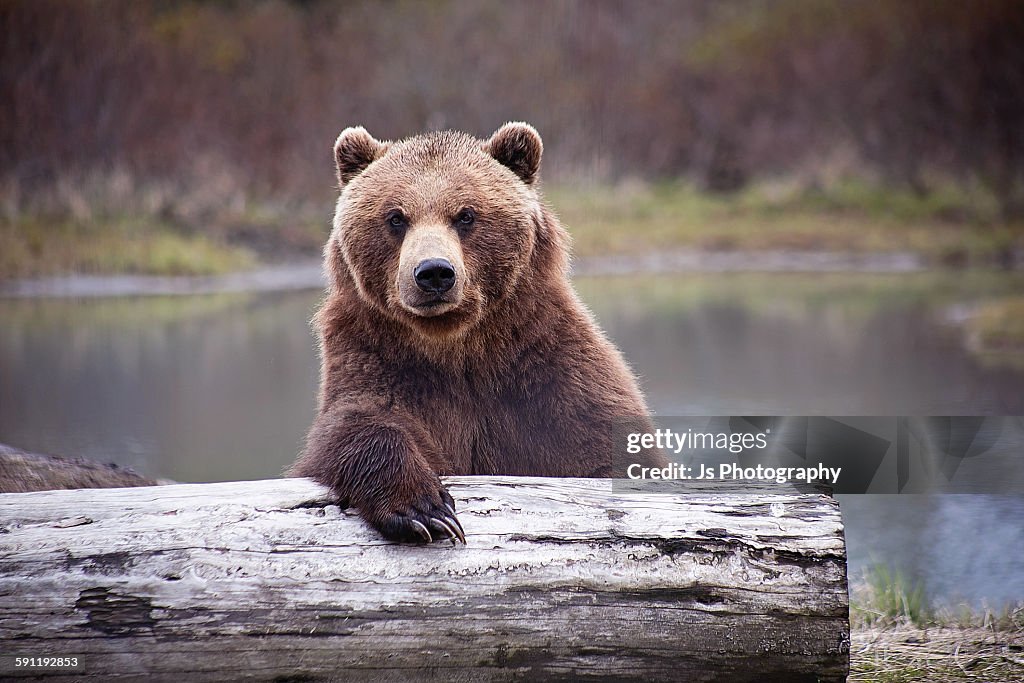 Bear Walks Into A Bar