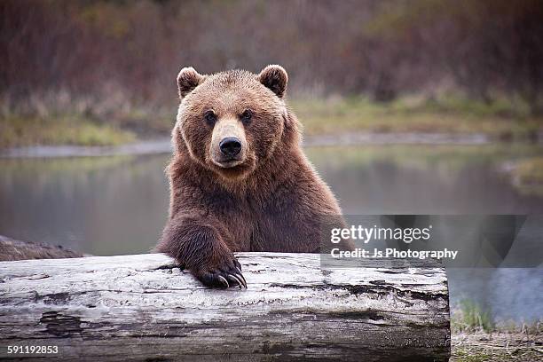 bear walks into a bar - brown bear stock pictures, royalty-free photos & images