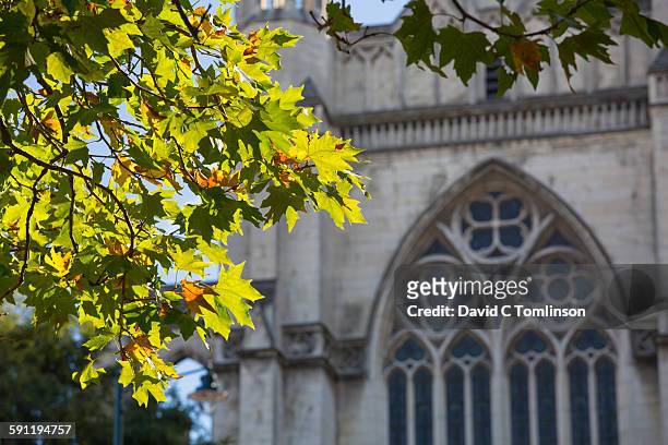 cathedral window framed by leaves, dunedin - dunedin foto e immagini stock