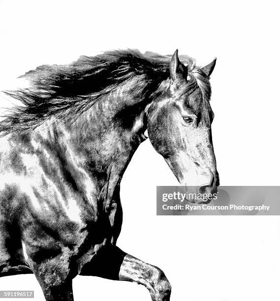 friesian black and white - friesian horse stock pictures, royalty-free photos & images