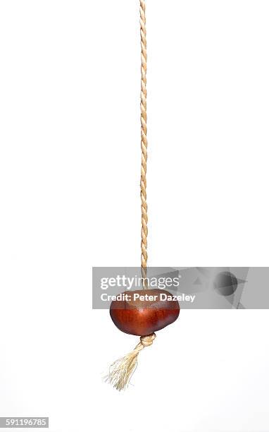 conker on white background with copy space - koord stockfoto's en -beelden