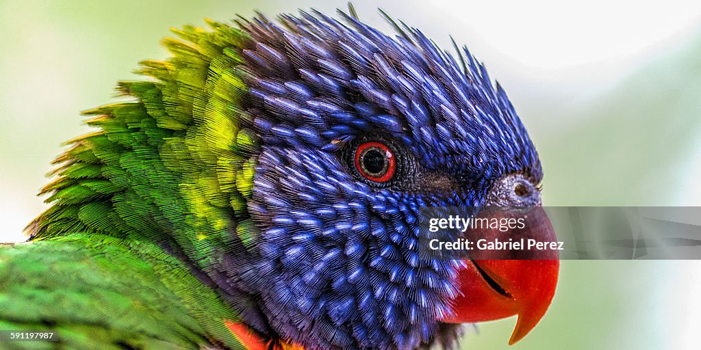 A rainbow lorikeet bird