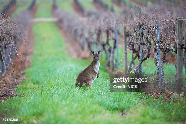 kangaroo in the vineyard - australia winery stock pictures, royalty-free photos & images