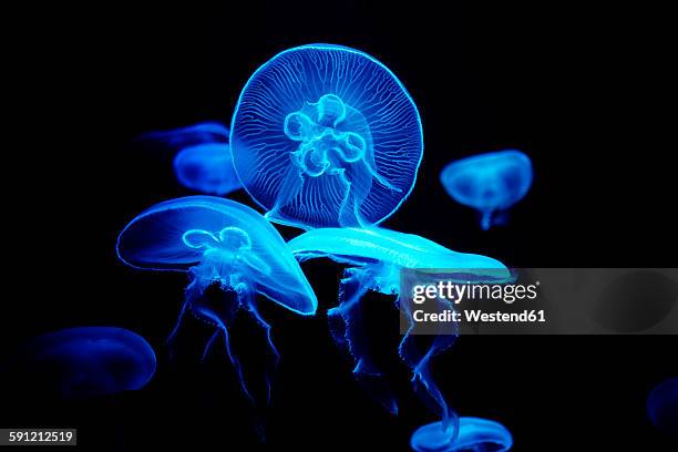 blue shining jellyfish in front of black background - jellyfish - fotografias e filmes do acervo